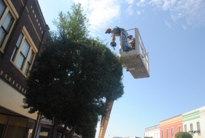 A Garner&#039;s employee prepares to trim a tree Sunday.