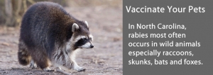 Vaccine checks encouraged after rabid raccoon attacks dog